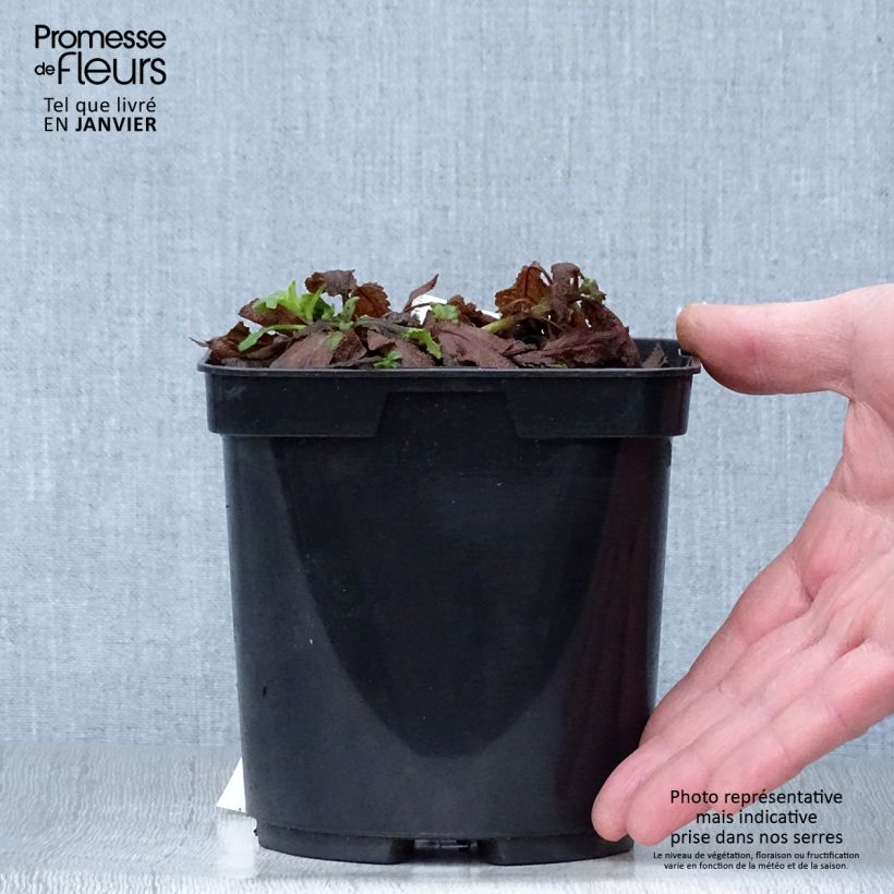 Salvia superba Reine Bleue Vaso da 2L/3L esemplare consegnato in inverno