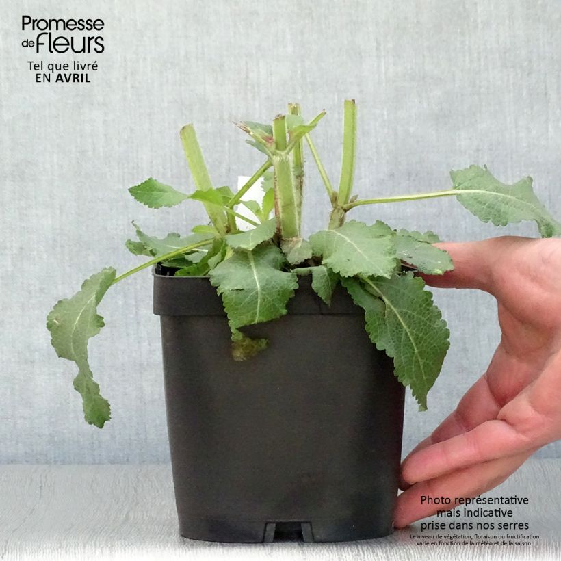 Salvia superba Reine Bleue Vaso da 2L/3L esemplare consegnato in primavera