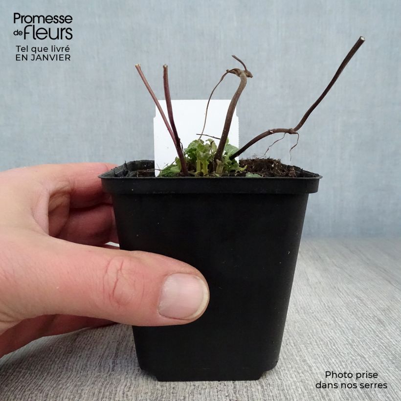 Salvia superba Reine Rose Vasetto da 8/9 cm esemplare consegnato in inverno