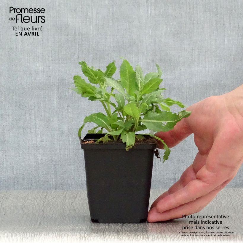 Salvia superba Reine Rose Vasetto da 8/9 cm esemplare consegnato in primavera