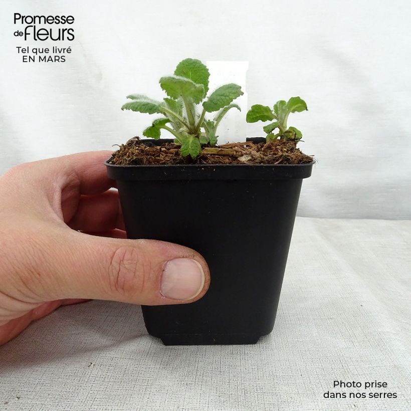 Salvia verticillata Hannay's Blue - Salvia spuria Vasetto da 8/9 cm esemplare consegnato in primavera