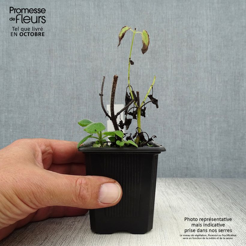 Esemplare di Salvia verticillata Hannay's Blue - Salvia spuria Vasetto da 8/9 cm come consegnato in autunno