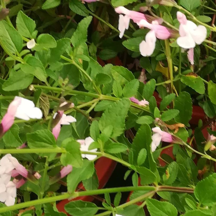 Salvia jamensis Delice Roselilac - Salvia arbustiva (Fogliame)