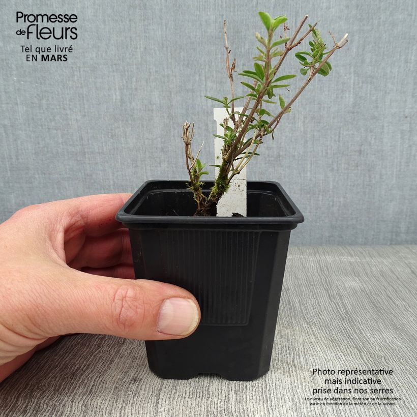 Salvia jamensis Delice Roselilac - Salvia arbustiva Vasetto da 8/9 cm esemplare consegnato in inverno