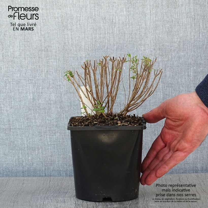 Salvia jamensis Delice Roselilac - Salvia arbustiva Vaso da 2L/3L esemplare consegnato in inverno