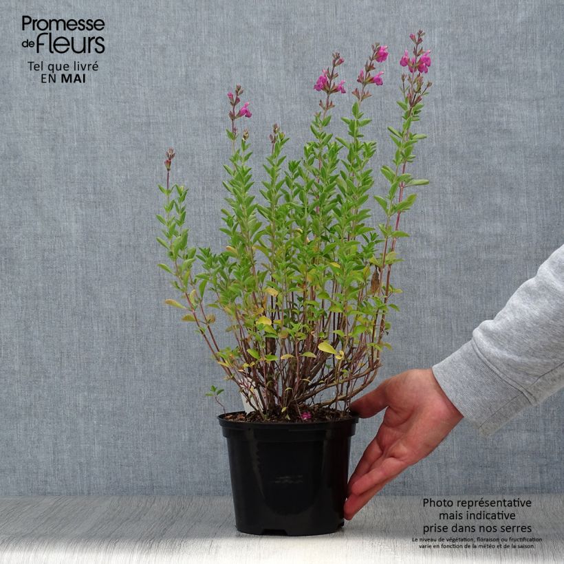Salvia jamensis Delice Roselilac - Salvia arbustiva Vaso da 2L/3L esemplare consegnato in primavera