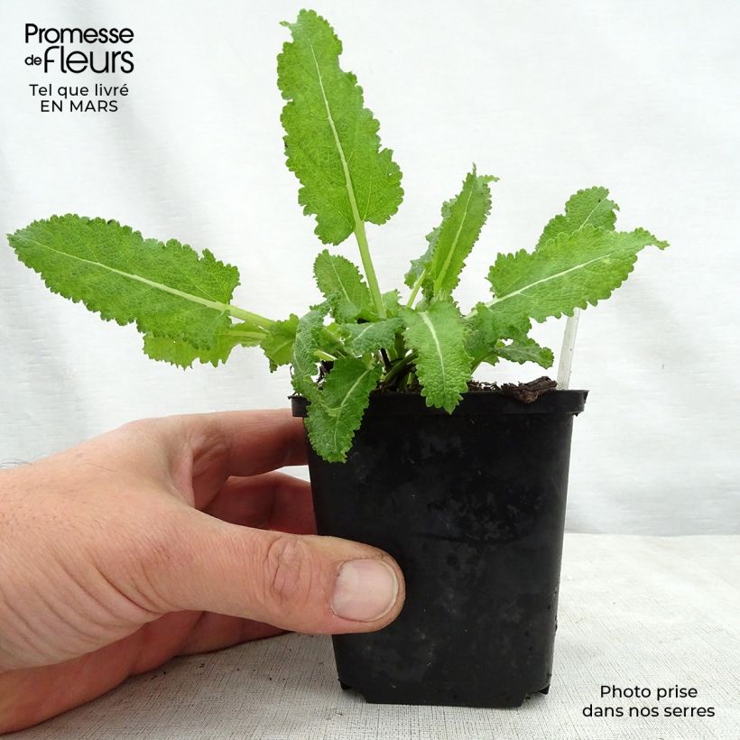 Salvia sylvestris Dear Anja Vasetto da 8/9 cm esemplare consegnato in primavera