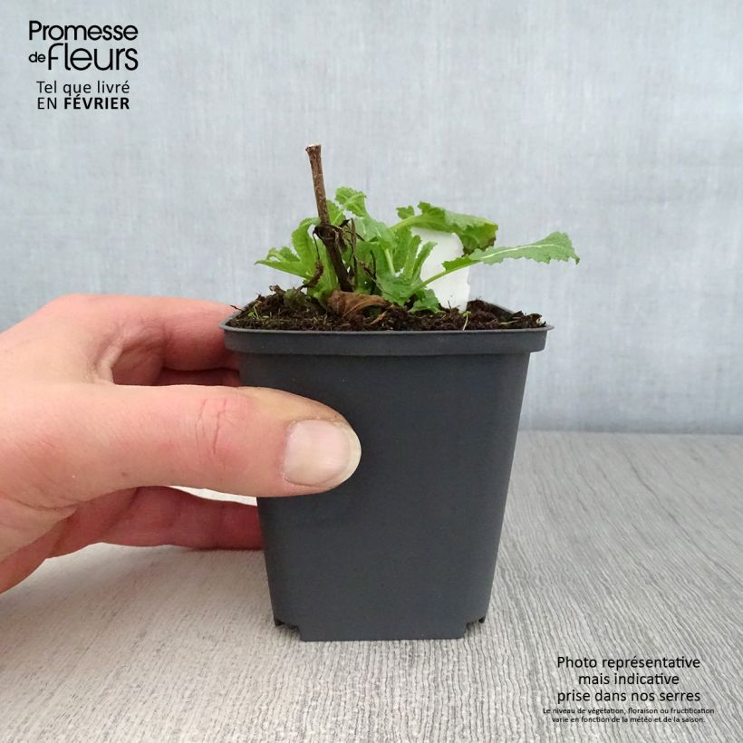 Salvia sylvestris Dear Anja Vasetto da 8/9 cm esemplare consegnato in inverno