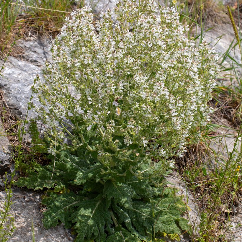 Salvia aethiopis (Porto)
