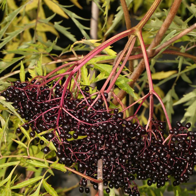 Sambucus canadensis Acutiloba - Sambuco americano (Raccolta)