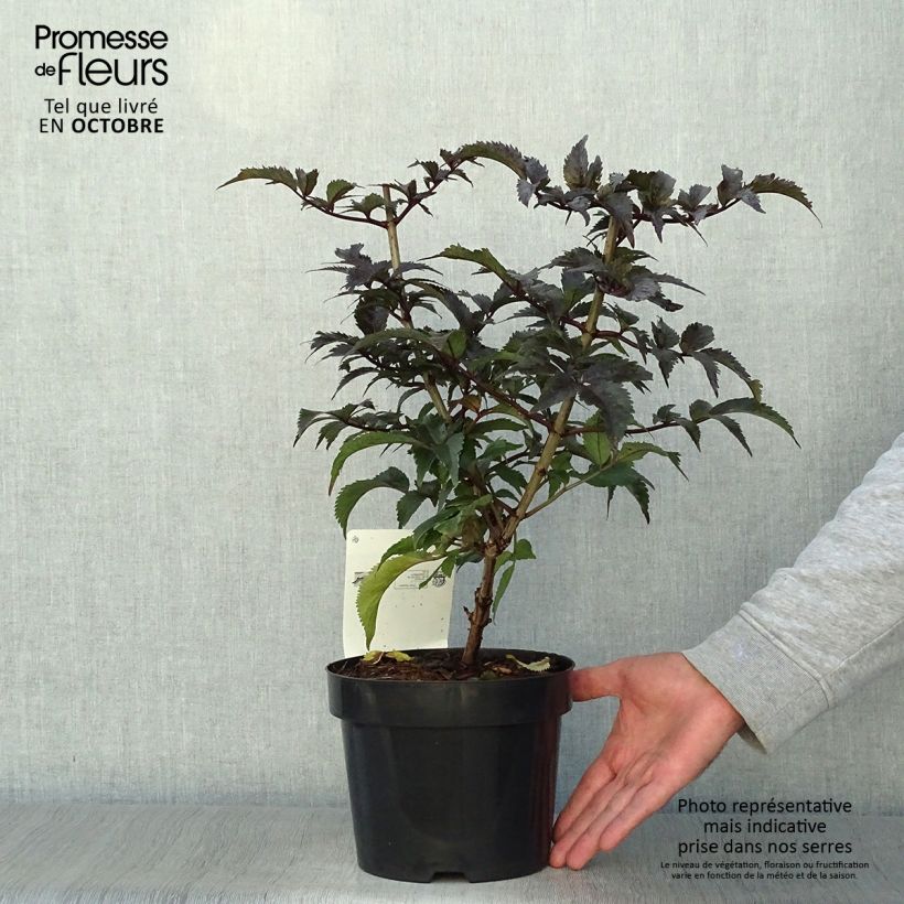 Esemplare di Sambuco nero Black Tower Vaso da 3L/4L come consegnato in autunno
