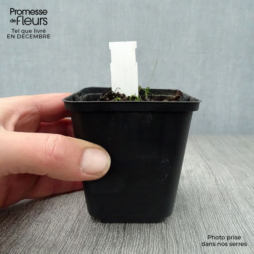 Sanguinaria canadensis Vasetto da 8/9 cm esemplare consegnato in inverno