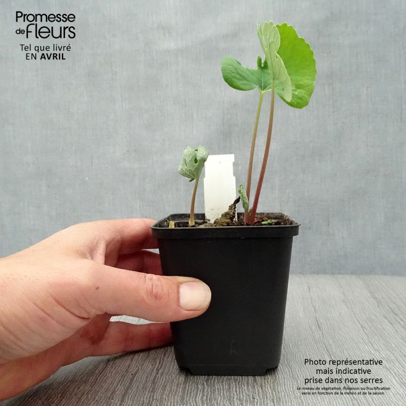 Sanguinaria canadensis Vasetto da 8/9 cm esemplare consegnato in primavera