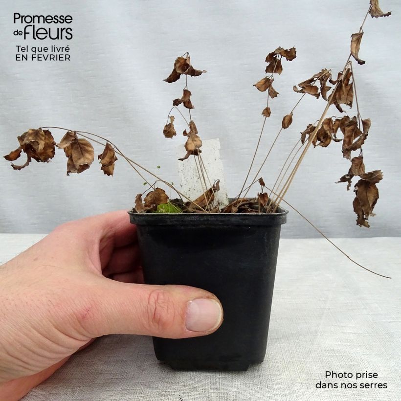 Sanguisorba tenuifolia Cangshan Cranberry Vasetto da 8/9 cm esemplare consegnato in inverno