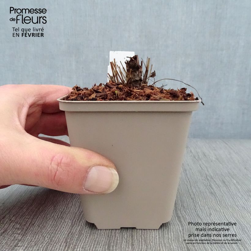 Sanguisorba officinalis Chocolate Tip - Salvastrella maggiore Vasetto da 8/9 cm esemplare consegnato in inverno