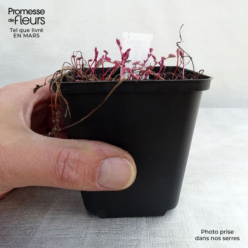 Sanguisorba Little Angel Vasetto da 8/9 cm esemplare consegnato in inverno