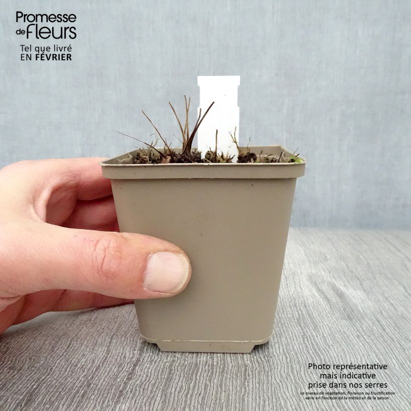 Sanguisorba Proud Mary Vasetto da 8/9 cm esemplare consegnato in inverno