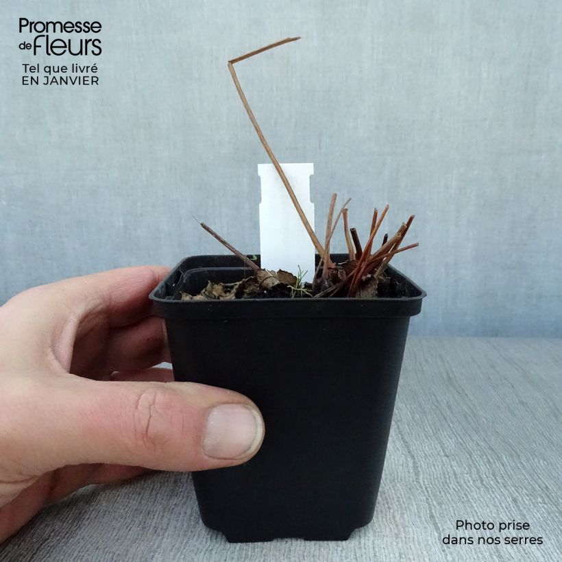 Sanguisorba canadensis Vasetto da 8/9 cm esemplare consegnato in inverno