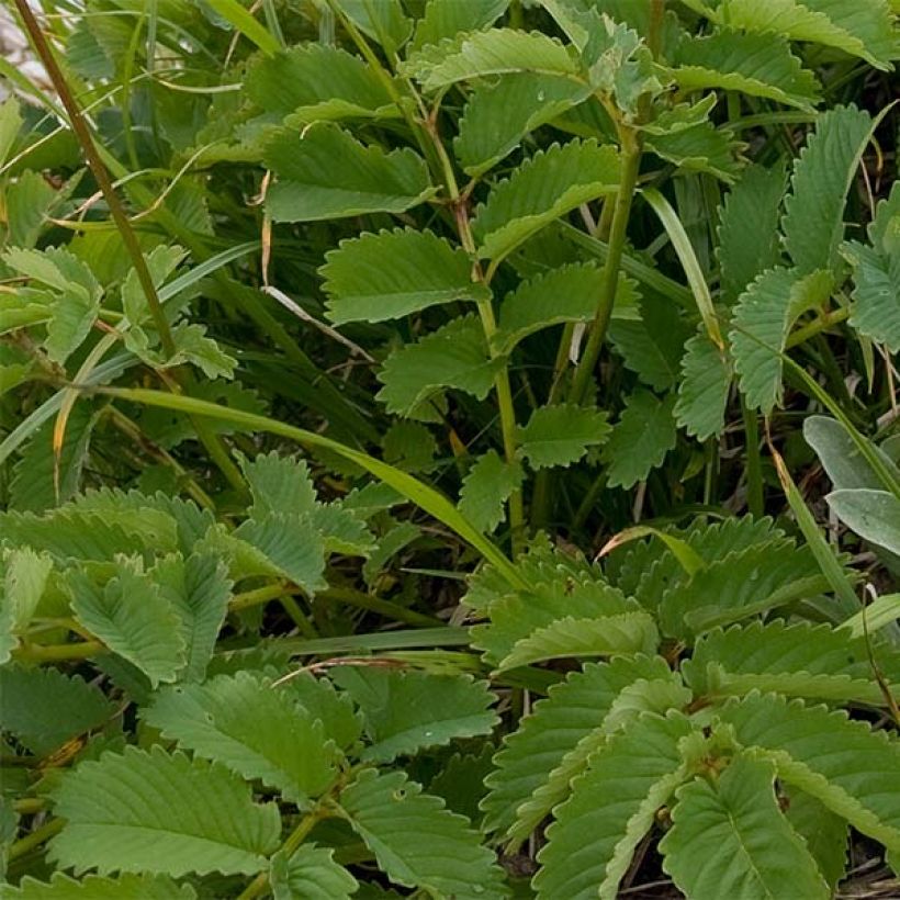 Sanguisorba hakusanensis (Fogliame)