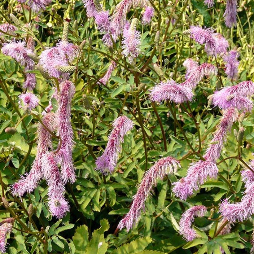 Sanguisorba hakusanensis (Fioritura)