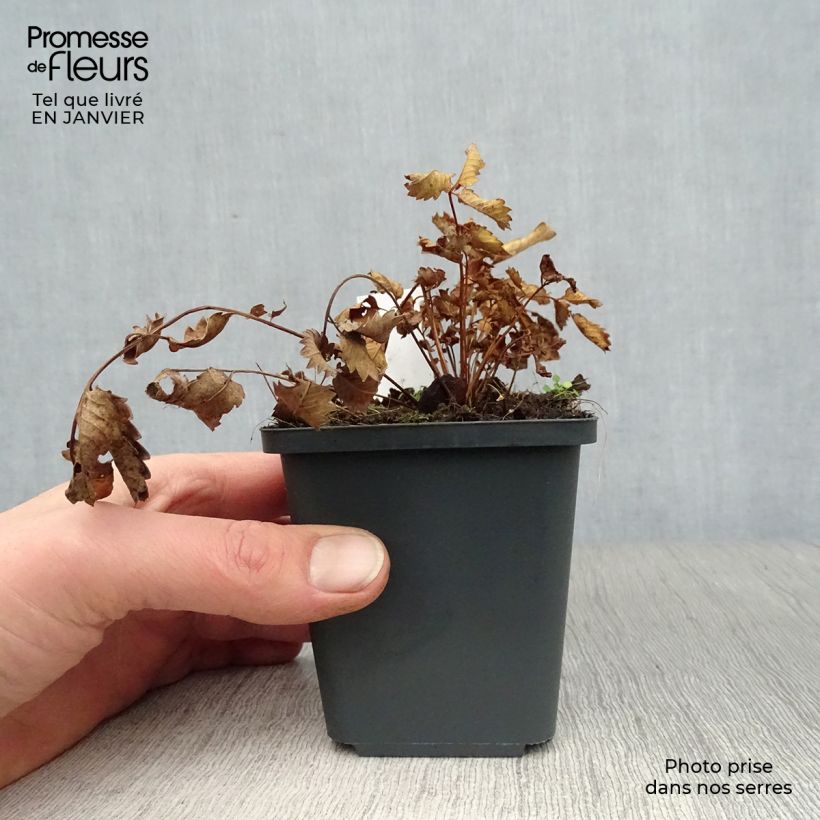 Sanguisorba hakusanensis Vasetto da 8/9 cm esemplare consegnato in inverno