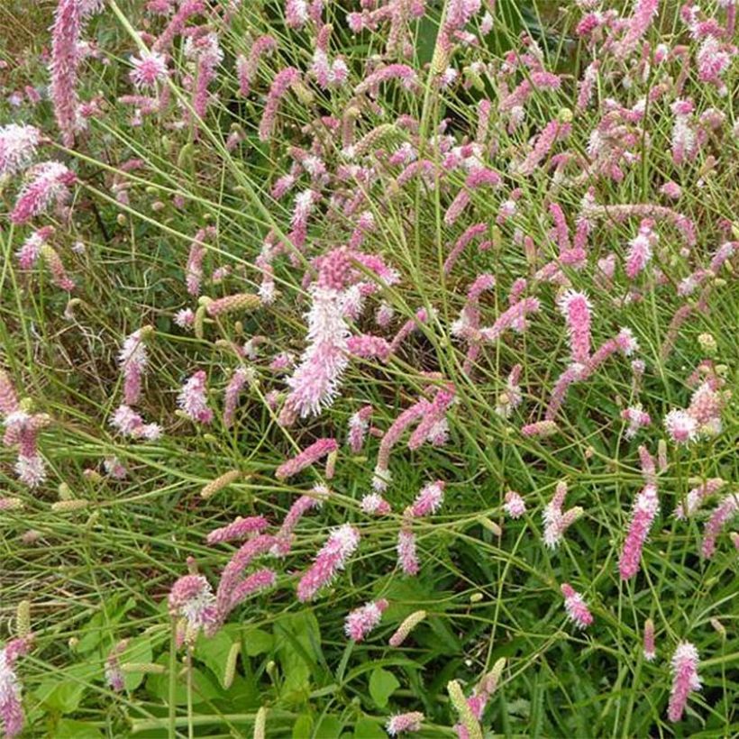 Sanguisorba hakusanensis Pink Brushes (Fioritura)