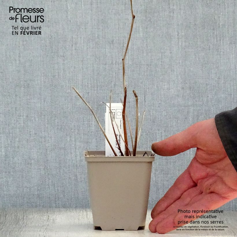 Sanguisorba hakusanensis Pink Brushes Vasetto da 8/9 cm esemplare consegnato in inverno