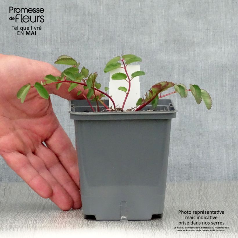 Sanguisorba hakusanensis Pink Brushes Vasetto da 8/9 cm esemplare consegnato in primavera