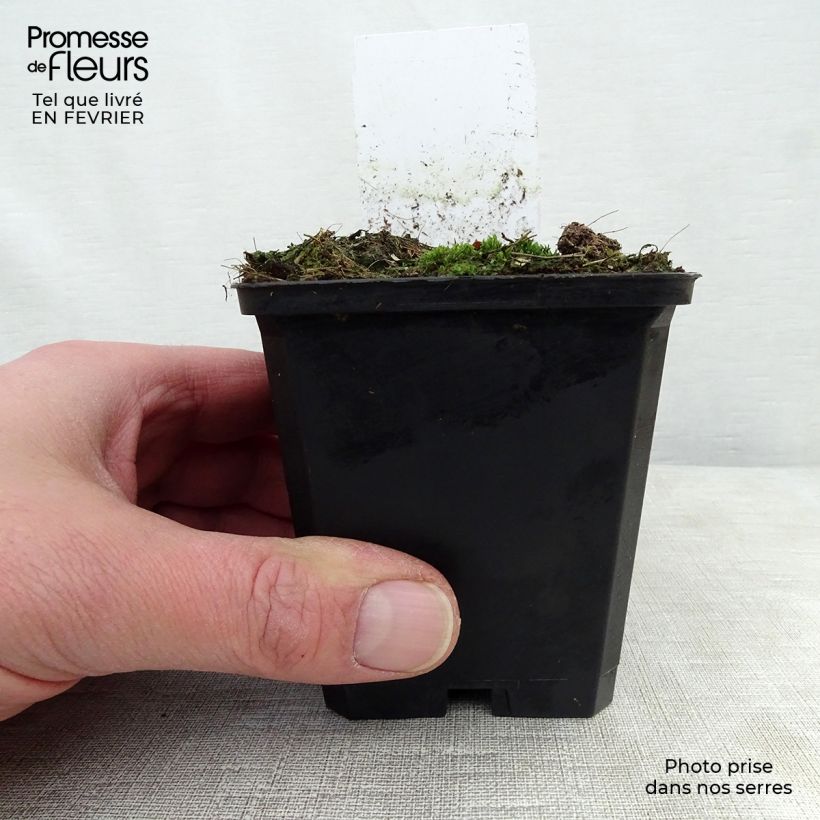 Sanguisorba menziesii Vasetto da 8/9 cm esemplare consegnato in inverno