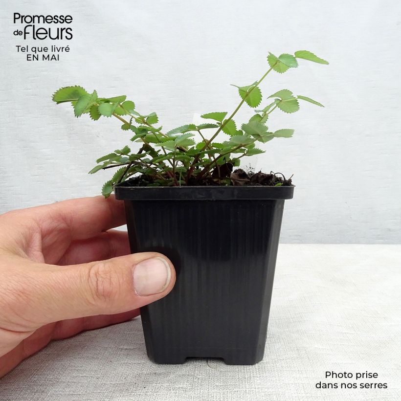 Sanguisorba menziesii Vasetto da 8/9 cm esemplare consegnato in primavera