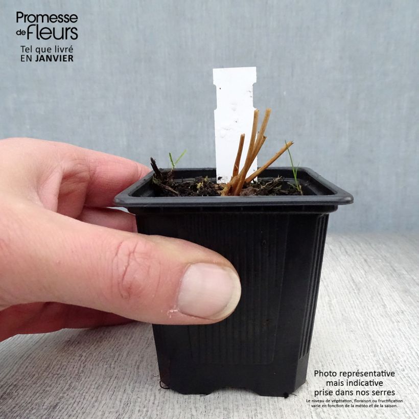 Sanguisorba obtusa Vasetto da 8/9 cm esemplare consegnato in inverno