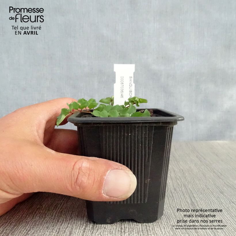 Sanguisorba obtusa Vasetto da 8/9 cm esemplare consegnato in primavera