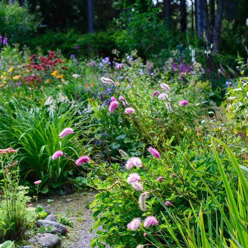 Sanguisorba obtusa (Porto)