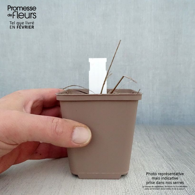 Sanguisorba officinalis Arnhem - Salvastrella maggiore Vasetto da 8/9 cm esemplare consegnato in inverno