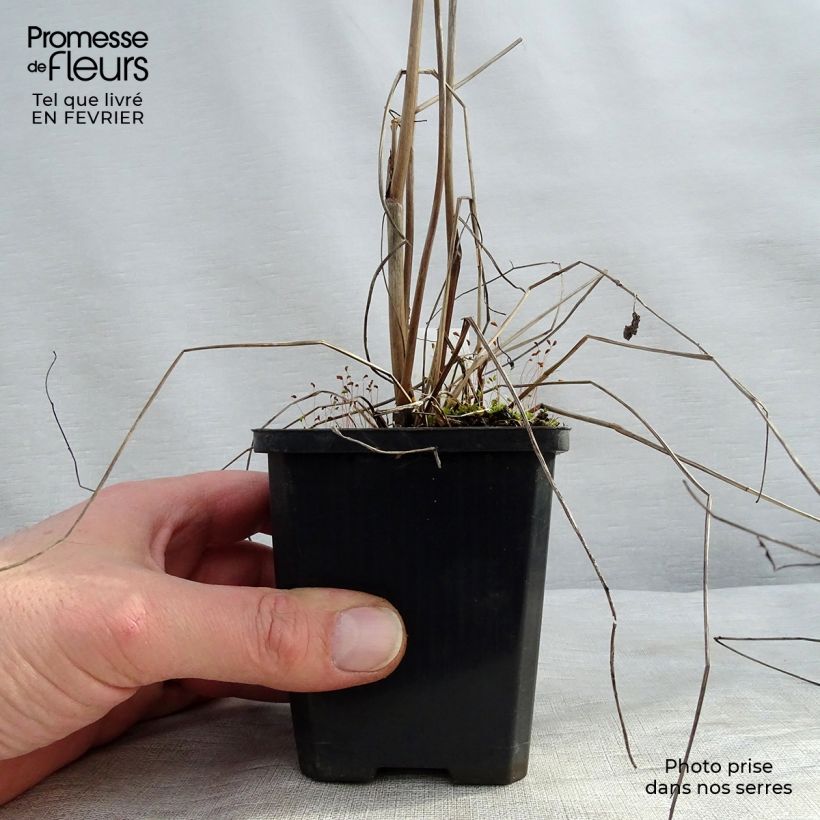 Sanguisorba officinalis Morning Select - Salvastrella maggiore Vasetto da 8/9 cm esemplare consegnato in inverno