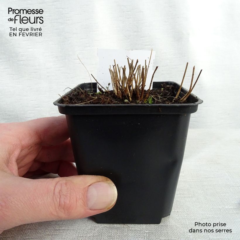 Sanguisorba officinalis Pink Tanna - Salvastrella maggiore Vasetto da 8/9 cm esemplare consegnato in inverno