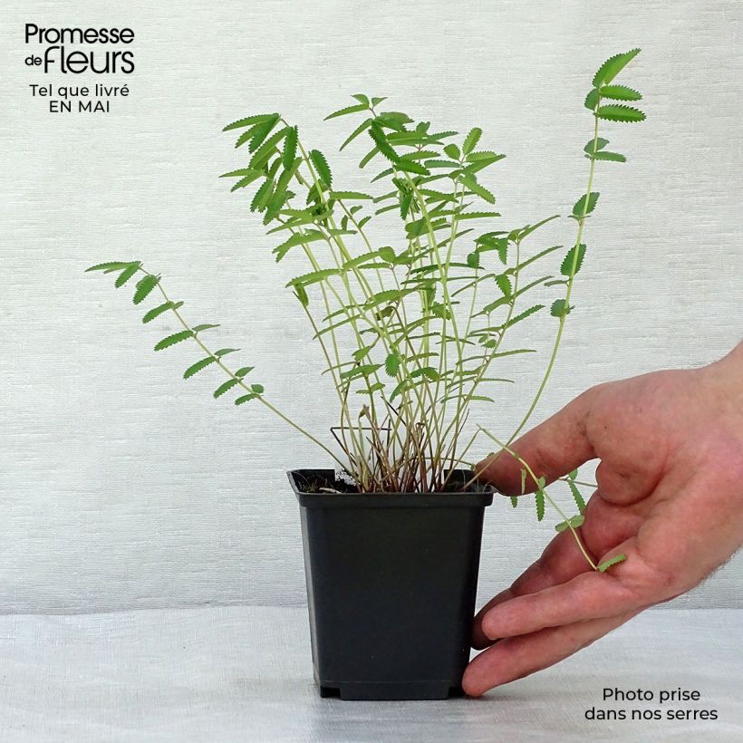 Sanguisorba officinalis Pink Tanna - Salvastrella maggiore Vasetto da 8/9 cm esemplare consegnato in primavera