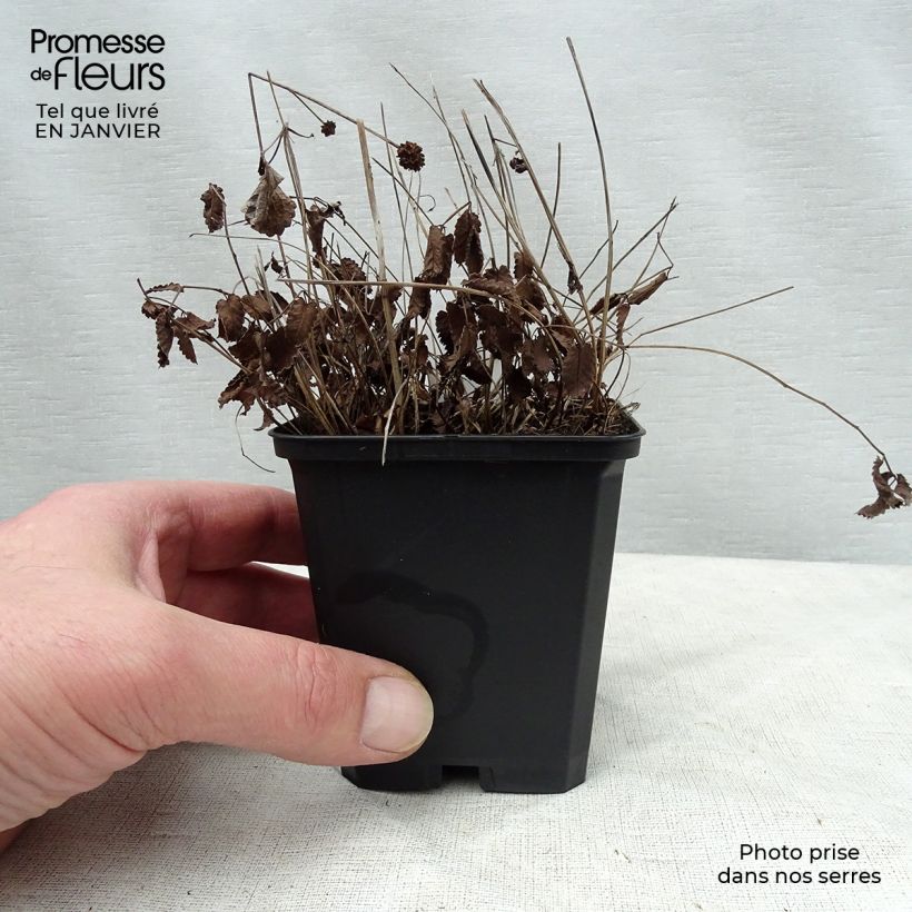 Sanguisorba officinalis Tanna - Salvastrella maggiore Vasetto da 8/9 cm esemplare consegnato in inverno