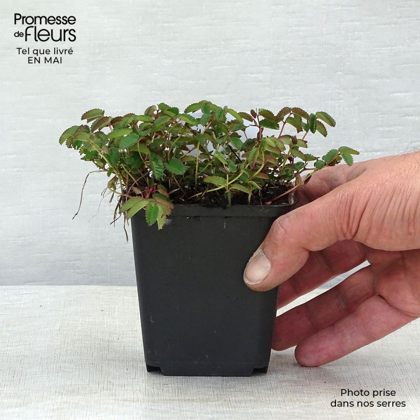 Sanguisorba officinalis Tanna - Salvastrella maggiore Vasetto da 8/9 cm esemplare consegnato in primavera