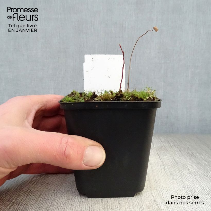 Sanguisorba tenuifolia Alba Vasetto da 8/9 cm esemplare consegnato in inverno