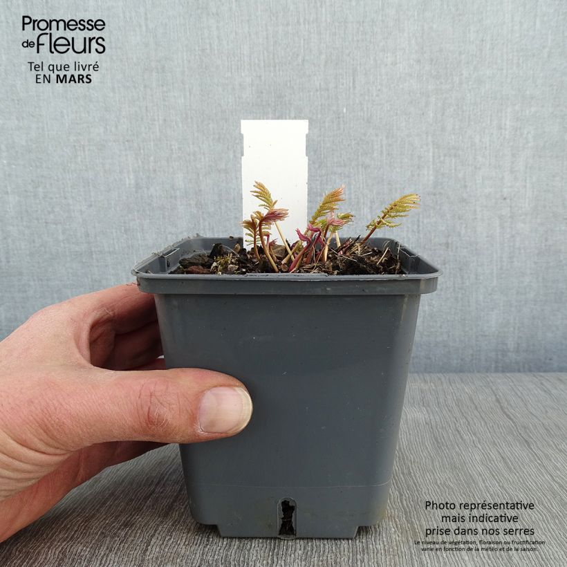 Sanguisorba tenuifolia Alba Vaso da 1L/1,5L esemplare consegnato in inverno