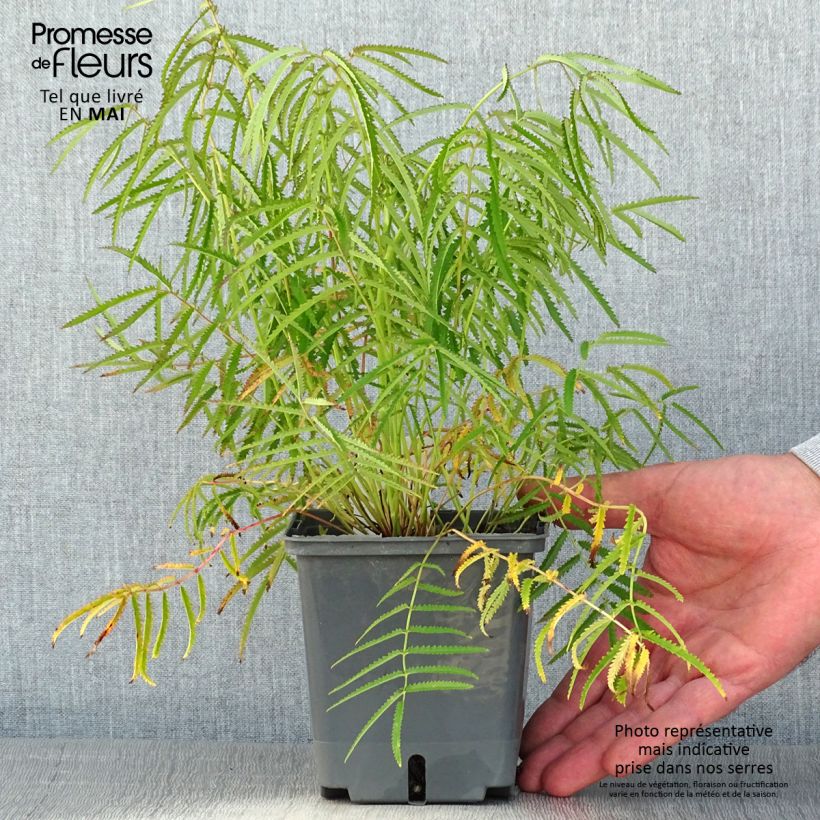 Sanguisorba tenuifolia Alba Vaso da 1L/1,5L esemplare consegnato in primavera