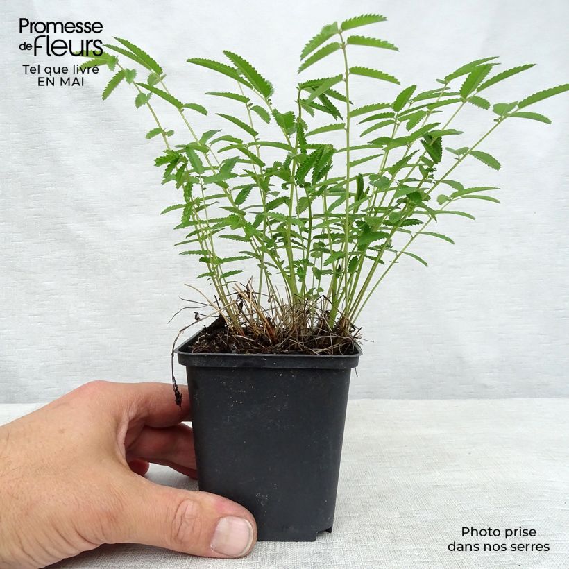 Sanguisorba tenuifolia Pink Elephant Vasetto da 8/9 cm esemplare consegnato in primavera