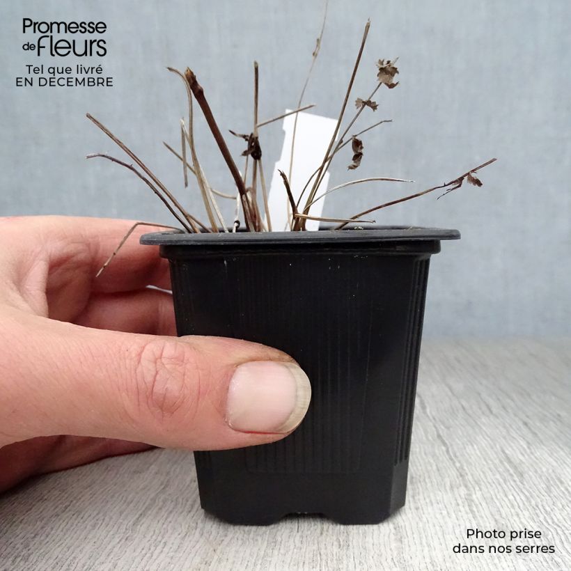 Sanguisorba tenuifolia Pink Elephant Vasetto da 8/9 cm esemplare consegnato in inverno