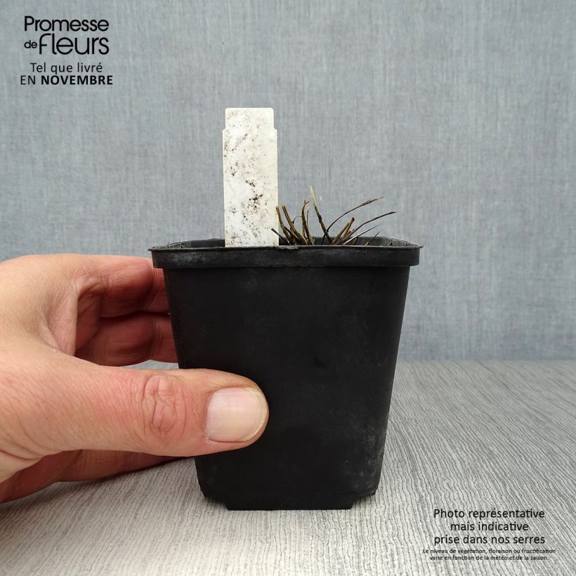 Esemplare di Sanguisorba tenuifolia var. purpurea Vasetto da 8/9 cm come consegnato in autunno