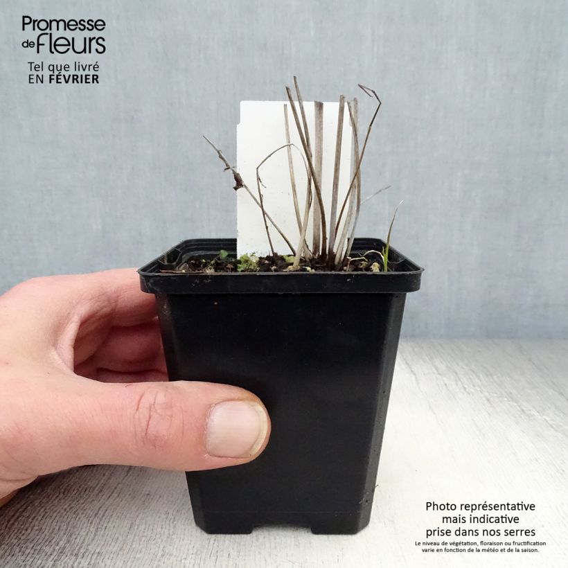 Sanguisorba tenuifolia var. purpurea Vasetto da 8/9 cm esemplare consegnato in inverno