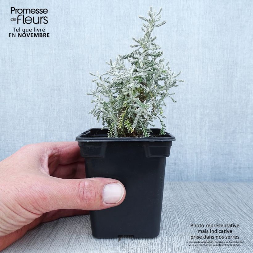 Esemplare di Santolina chamaecyparissus - Crespolina cipressina Vasetto da 7/8 cm come consegnato in autunno