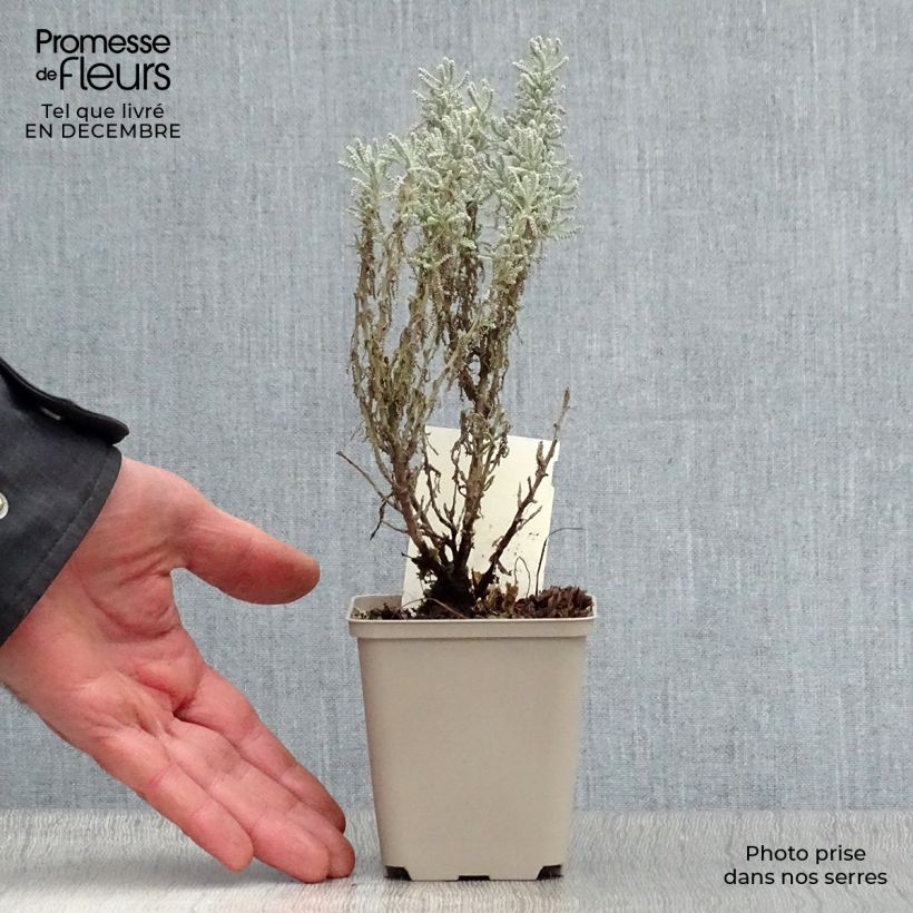 Santolina chamaecyparissus - Crespolina cipressina Vasetto da 7/8 cm esemplare consegnato in inverno