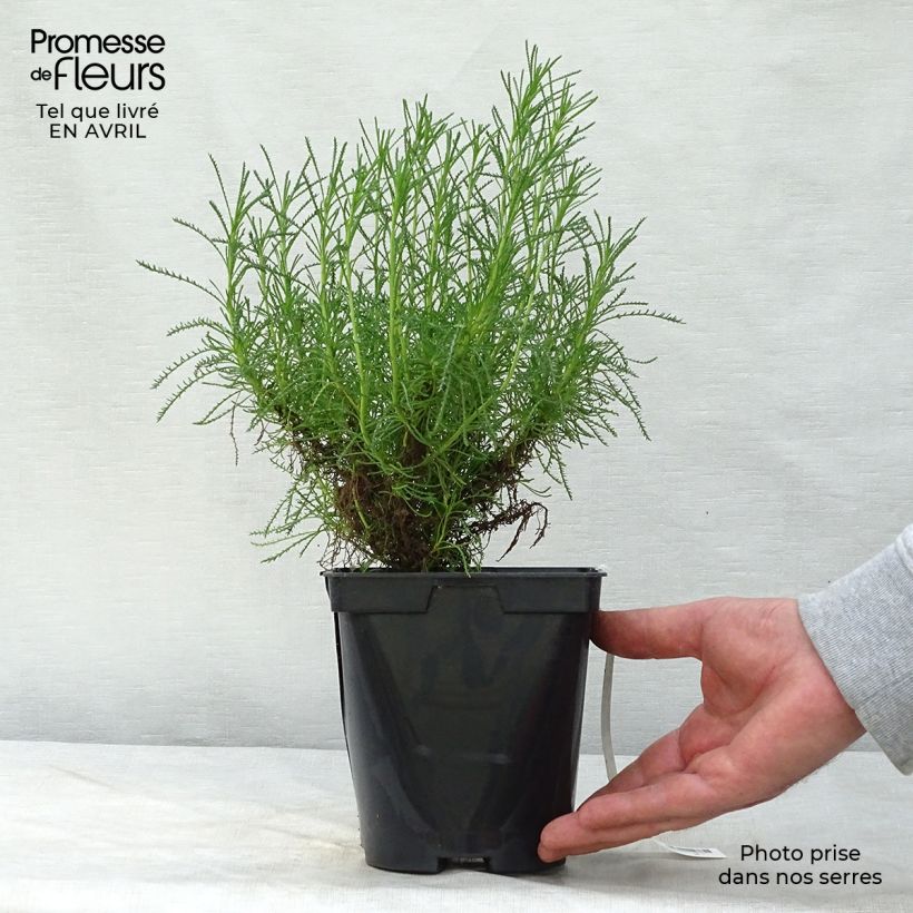 Santolina virens - Crespolina verdeggiante Vaso da 1,5L/2L esemplare consegnato in primavera