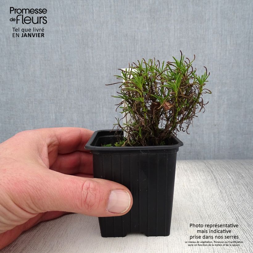 Santolina virens - Crespolina verdeggiante Vasetto da 8/9 cm esemplare consegnato in inverno